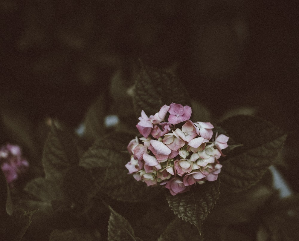 closeup photo of white and pink petaled flowers