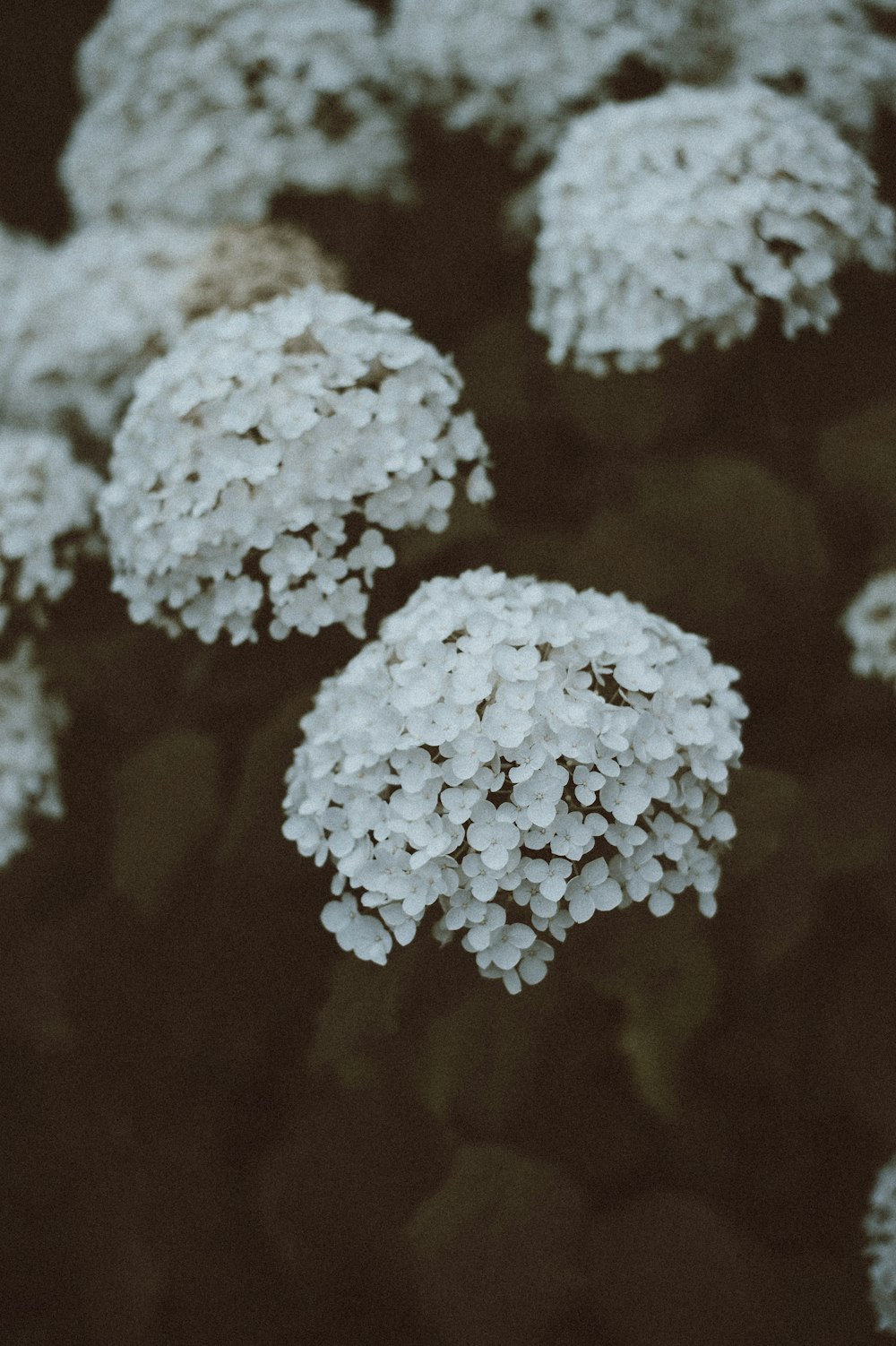 cluster of white flowers