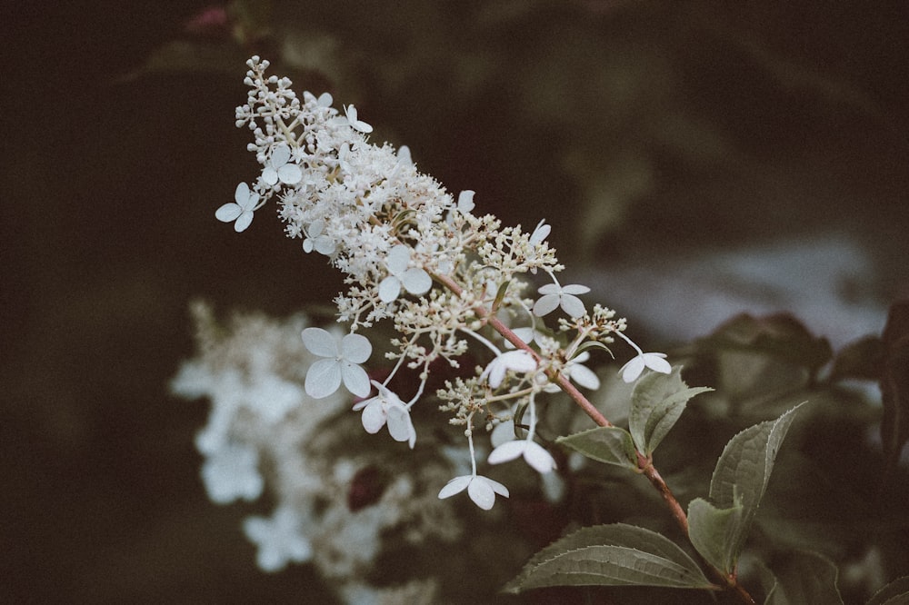 white flower surrounded by plants