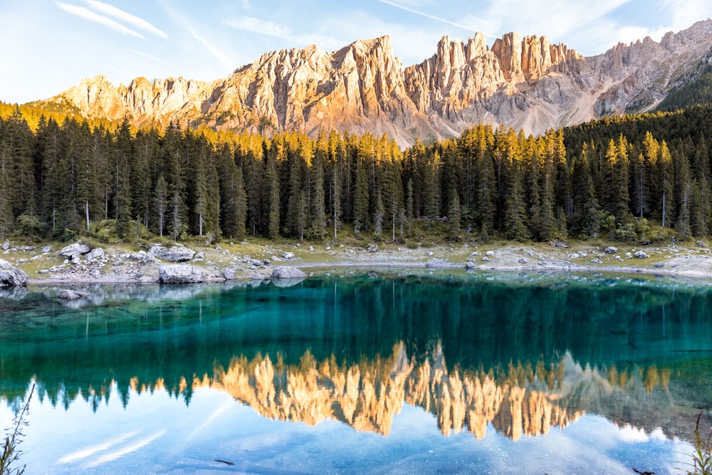 specchio d'acqua vicino ai pini