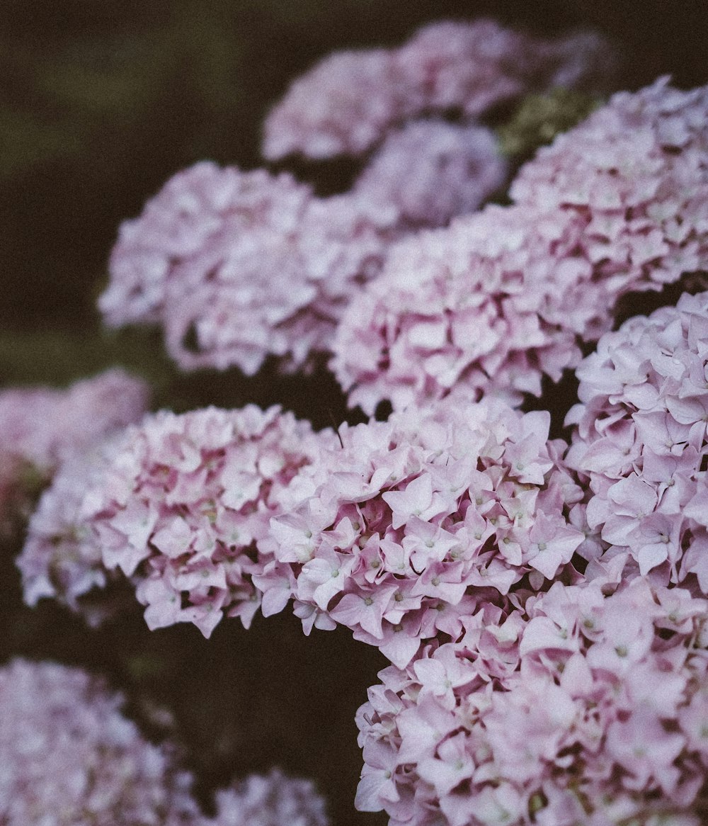 fotografia de foco seletivo de flores de pétalas cor-de-rosa