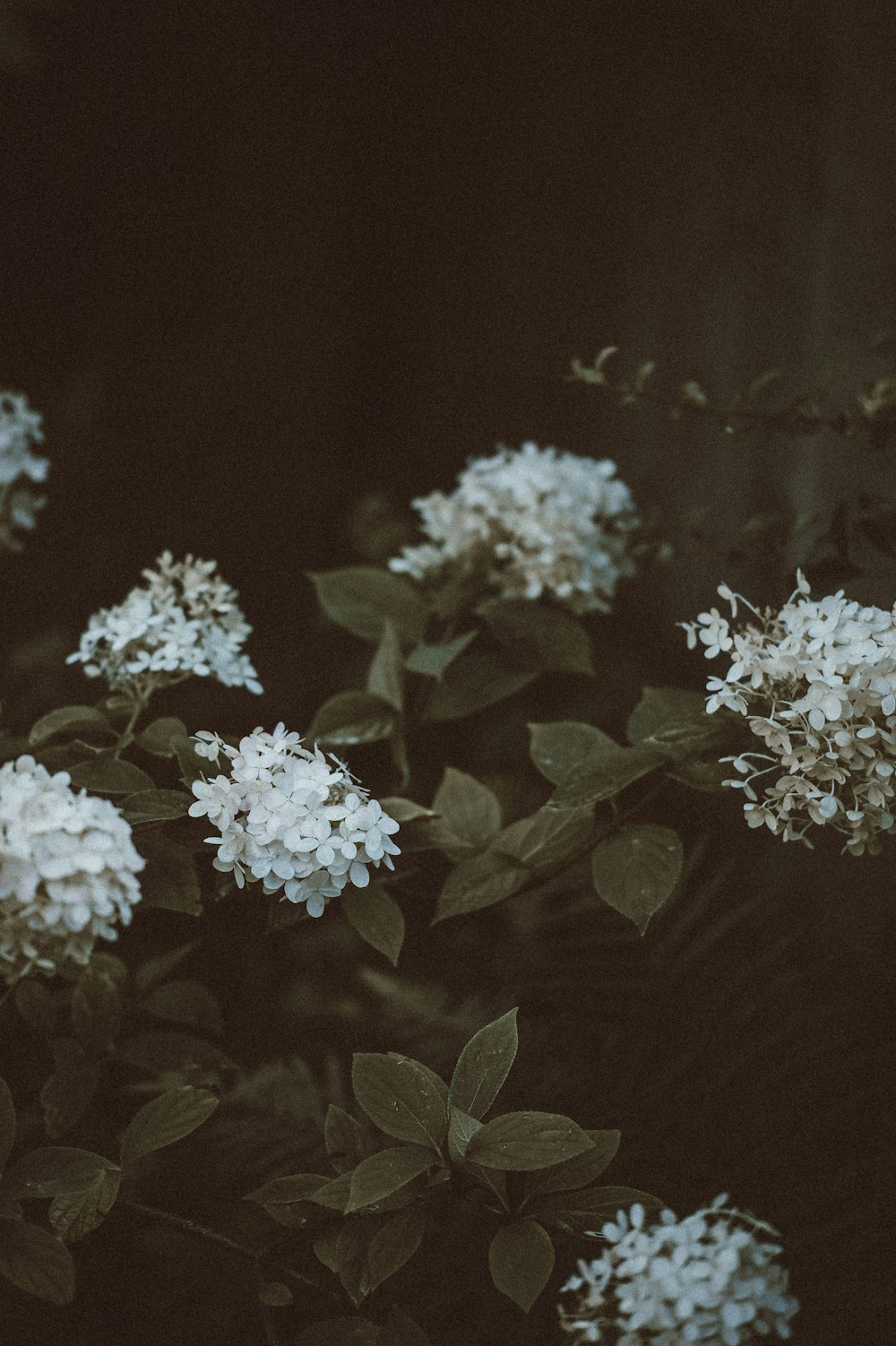 closeup photo of white ixora flowers