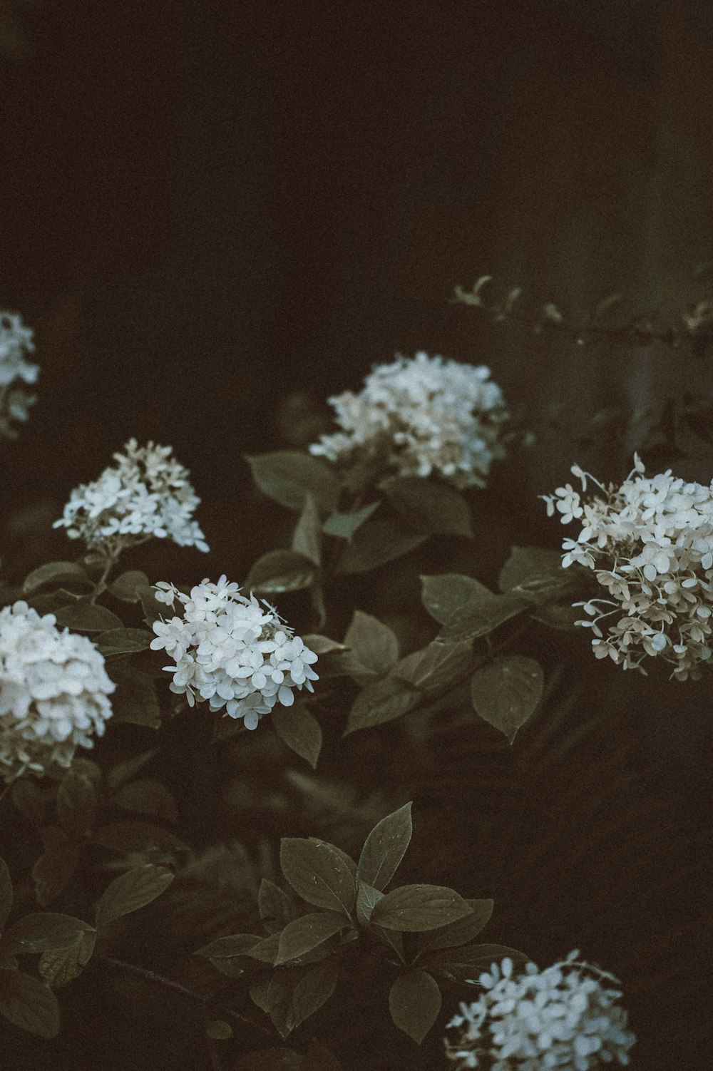 Foto de primer plano de flores blancas de ixora