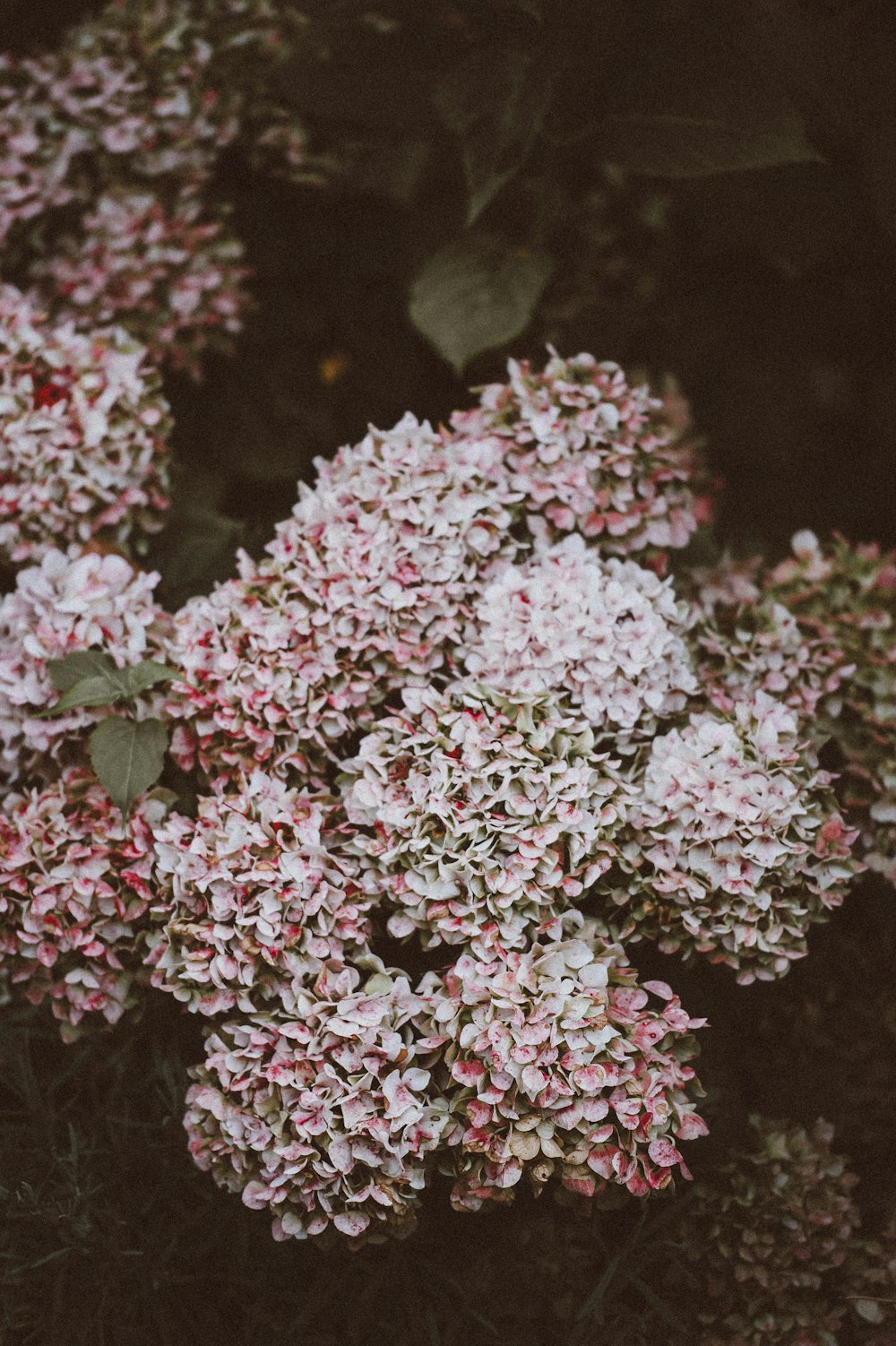 白とピンクのアジサイの花の接写