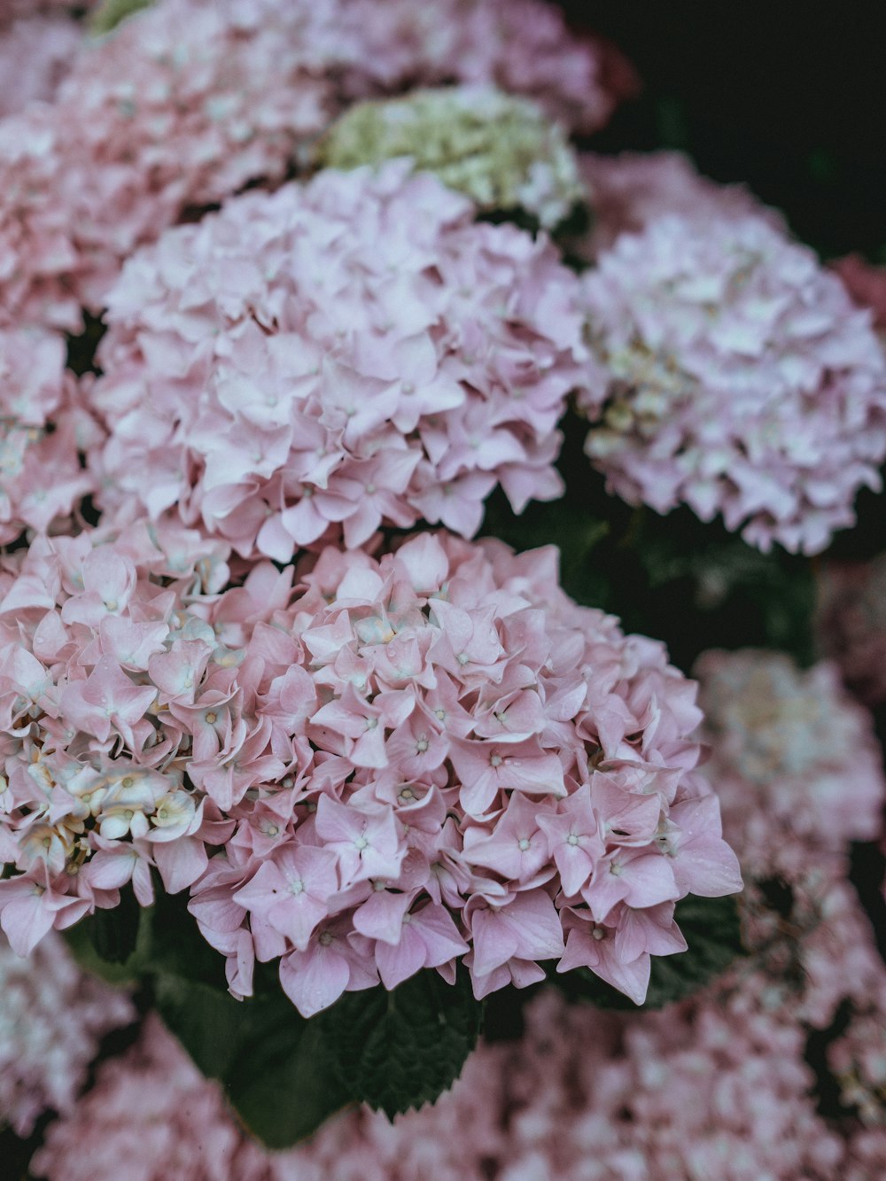 Foto de primer plano de flores de pétalos rosados