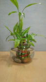 Finished kokedamas hanging gracefully, symbolizing growth and team unity