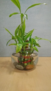 A glass bowl containing a cluster of bamboo stalks held together with red ties, surrounded by smooth stones at the base. The bamboo leaves are vibrant green and extend upwards. The backdrop is a plain, light-colored surface that suggests a minimalist setting.
