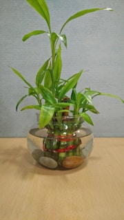 A glass bowl containing a cluster of bamboo stalks held together with red ties, surrounded by smooth stones at the base. The bamboo leaves are vibrant green and extend upwards. The backdrop is a plain, light-colored surface that suggests a minimalist setting.
