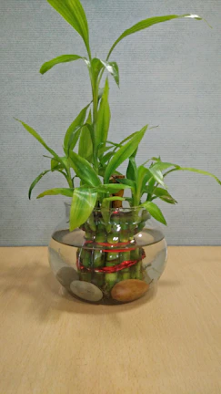 Finished kokedamas hanging gracefully, symbolizing growth and team unity