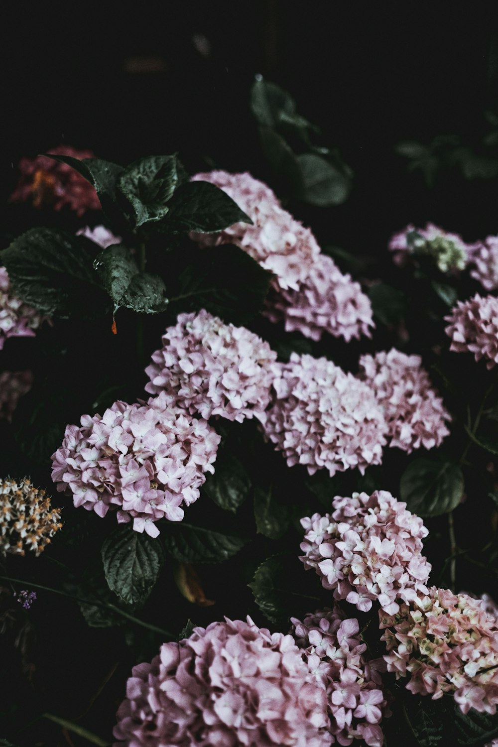 beds of pink hydrangea flowers