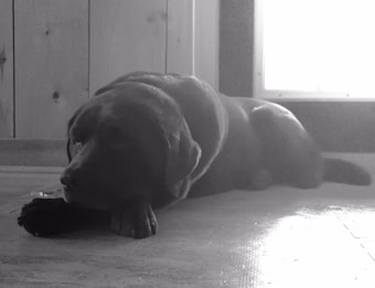 A black and white image of a large dog resting indoors. The dog lies on the floor with its head on its paws, appearing calm and relaxed. Sunlight coming through a nearby window casts a bright glow, highlighting the edges of the dog's fur and the floor tiles surrounding it. Wooden panels line the wall in the background, adding a rustic touch.