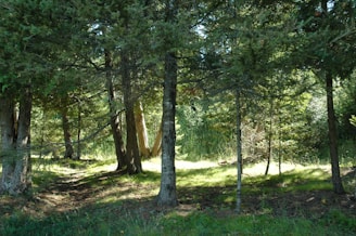 A serene forested land plot with sunlight filtering through tall trees, showing untouched natural beauty.