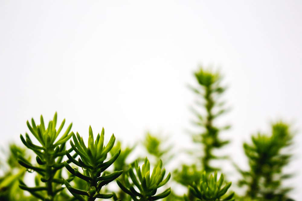 shallow focus photography of green pinecone