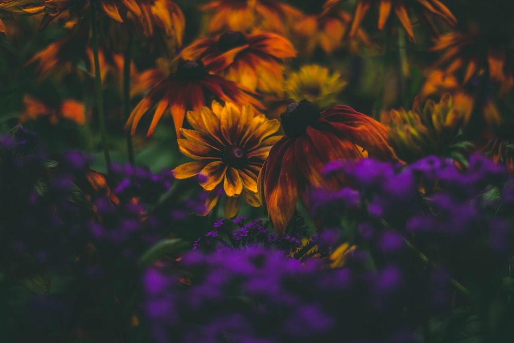 closeup photo of orange and purple cluster petaled flowers