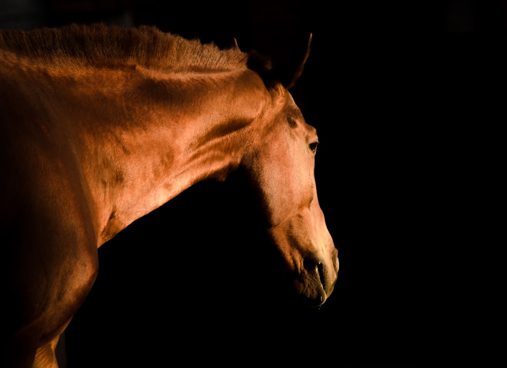 茶色の種牡馬の写真