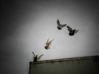 A vibrant image of racing pigeons in flight.