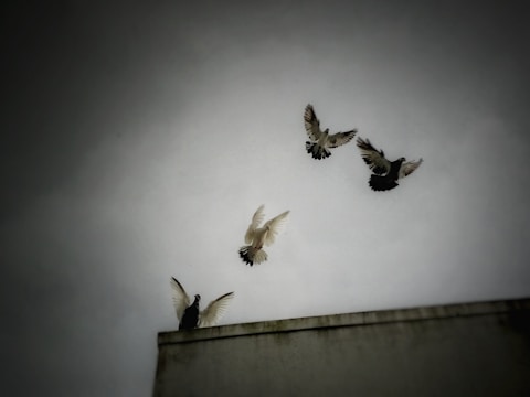 A vibrant image of racing pigeons in flight.