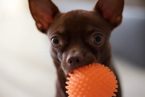 A puppy with sparkling clean teeth holding a yellow dog teeth ball, looking proud and playful