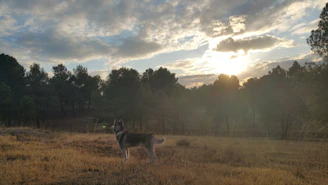 A serene photo of a husky sitting in a field with gentle morning light and a sage green background.