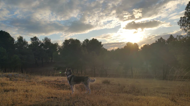 A serene photo of a husky sitting in a field with gentle morning light and a sage green background.