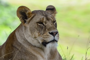 lioness lying on green grass field