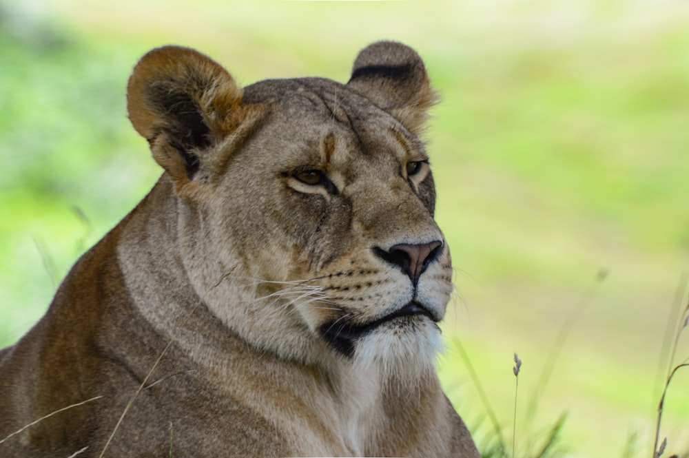 lioness lying on green grass field