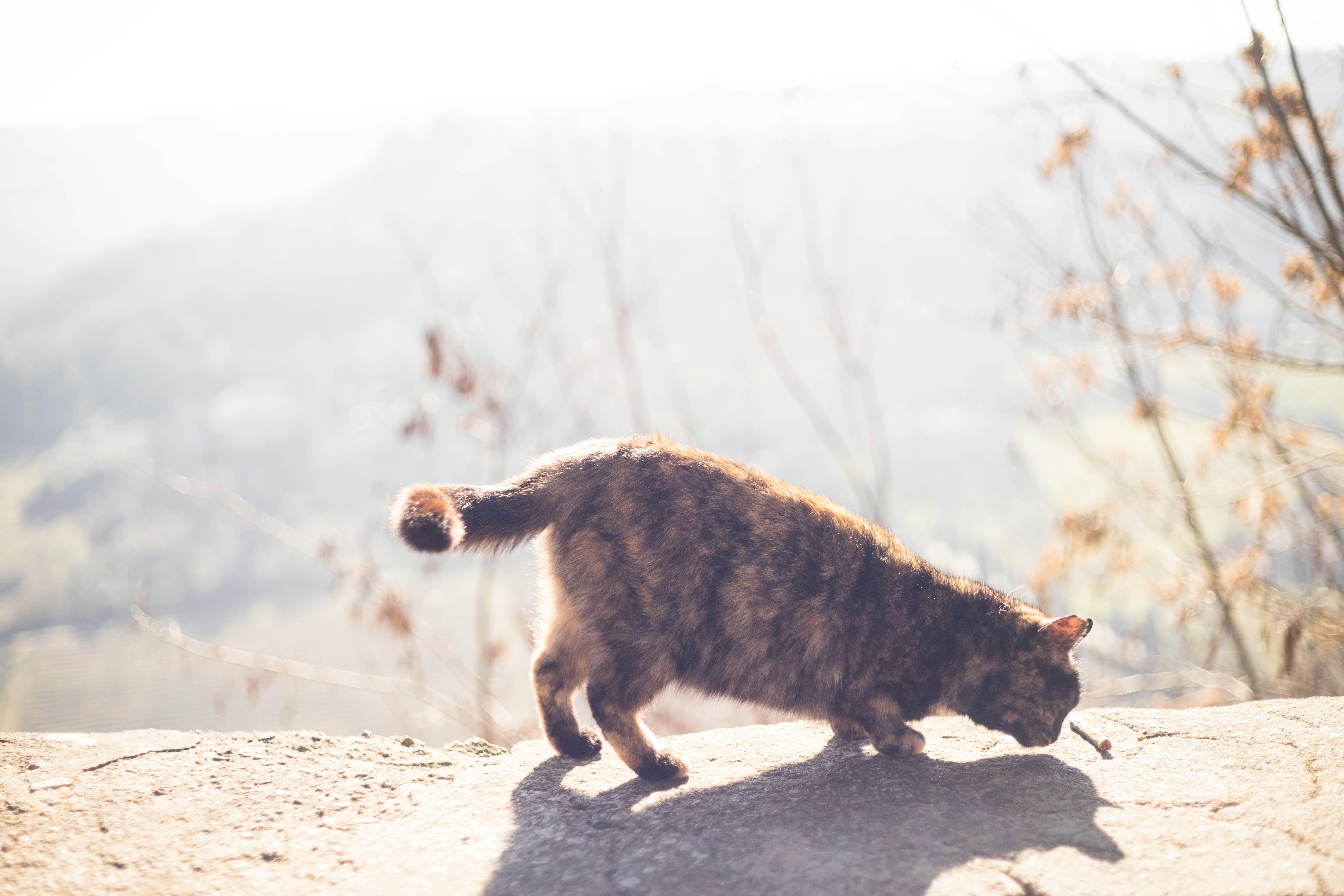 photo-1504562148326-4a7098f313d3?ixlib=rb-1.2.1&ixid=eyJhcHBfaWQiOjEyMDd9&auto=format&fit=crop&w=1500&q=80