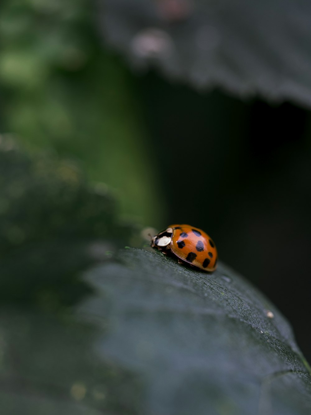 roter Marienkäfer auf schwarzem Blatt