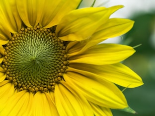 closeup photo of yellow sunflowers