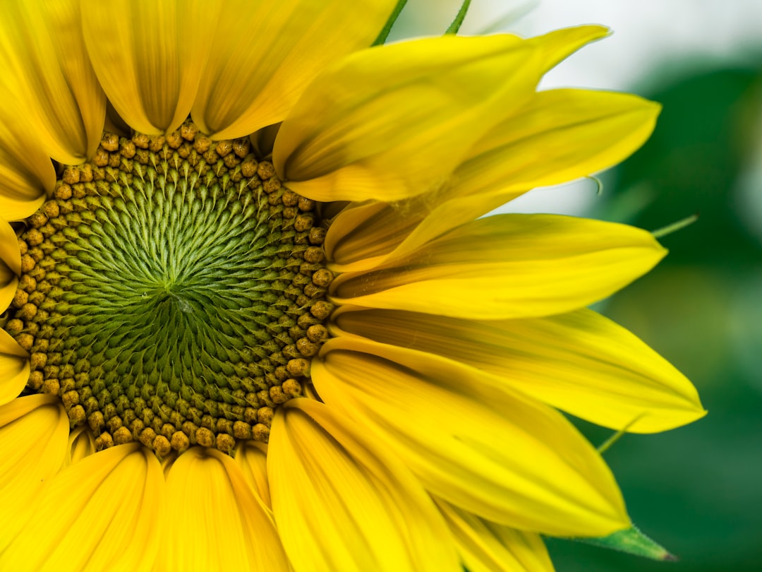 closeup photo of yellow sunflowers