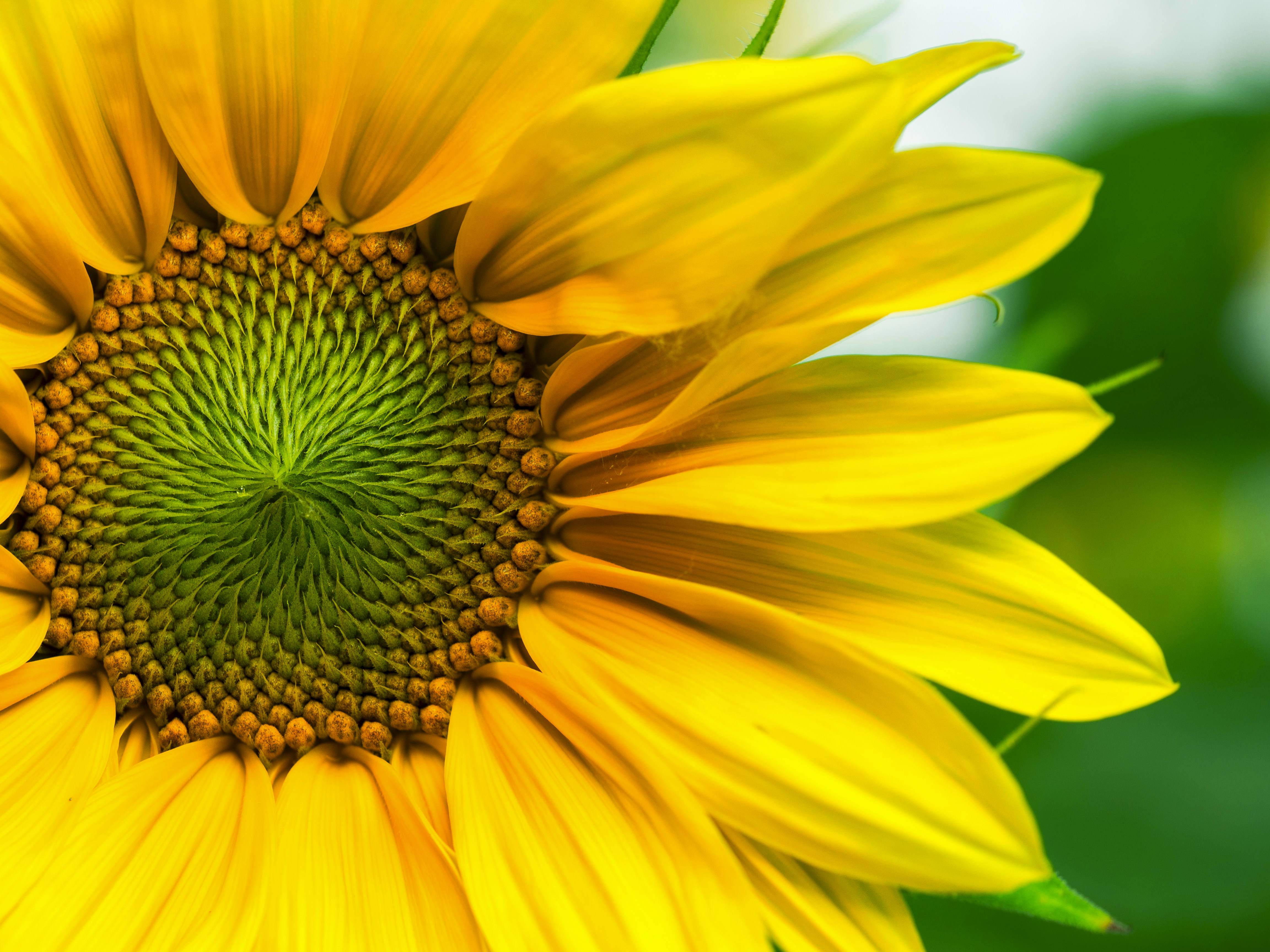 Duis convallis convallis tellus id interdum velit laoreet id donec