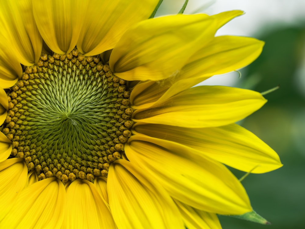 closeup photo of yellow sunflowers