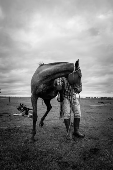 grayscale photography of horse