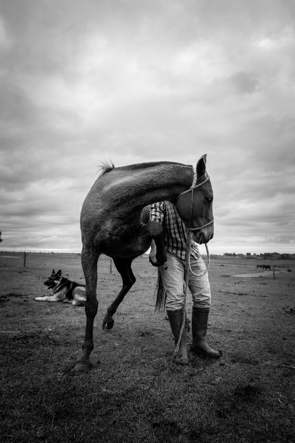 Fotografía en escala de grises de caballo