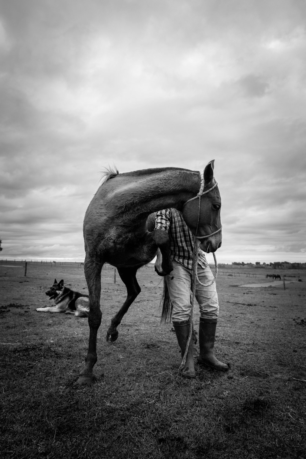 grayscale photography of horse