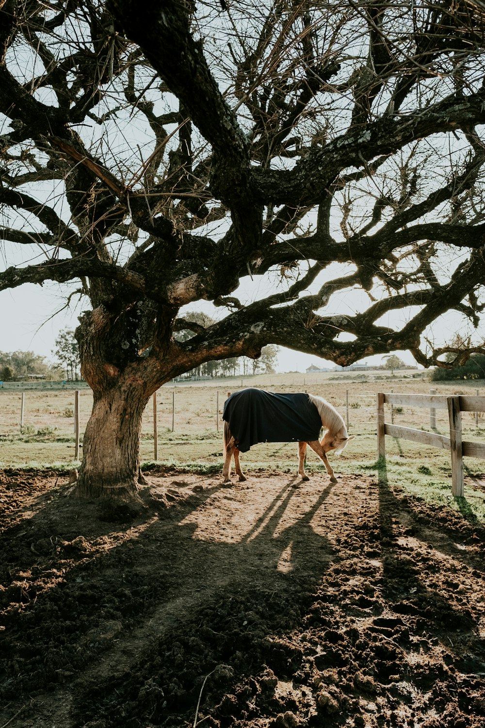 white horse beside bare tree at daytime