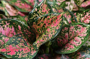 pink and green dumbcanes