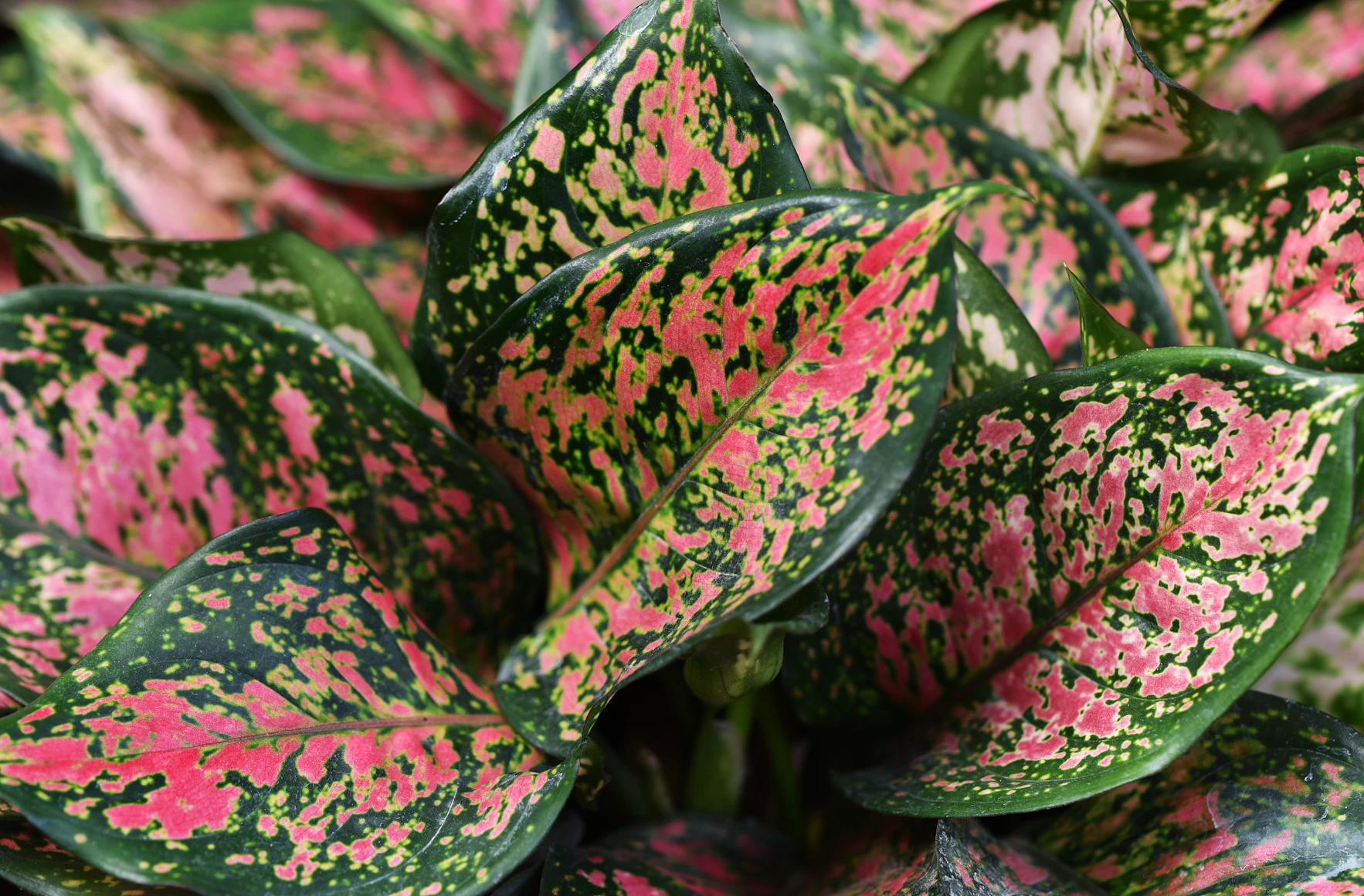 Aglaonema Pictum Tricolor with camouflage leaf pattern