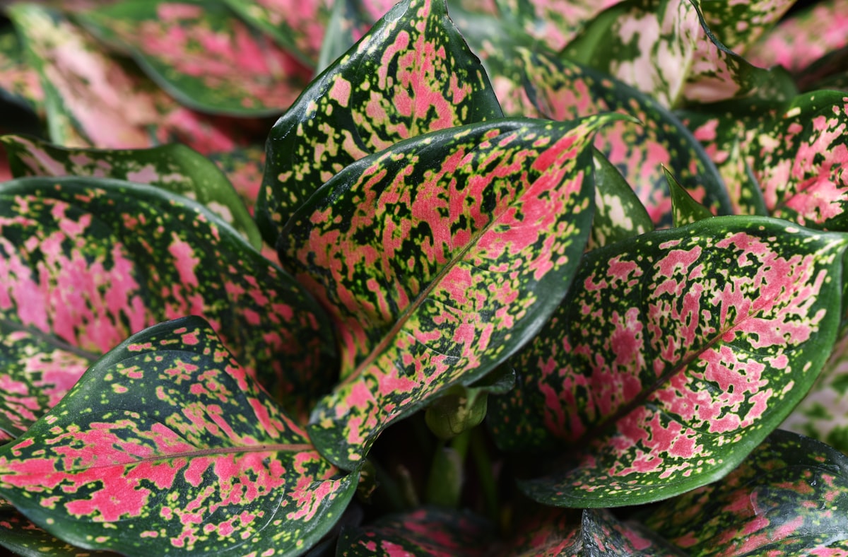 アグラオネマ・ロータスデライト｜Aglaonema 'Lotus Delight' 図鑑