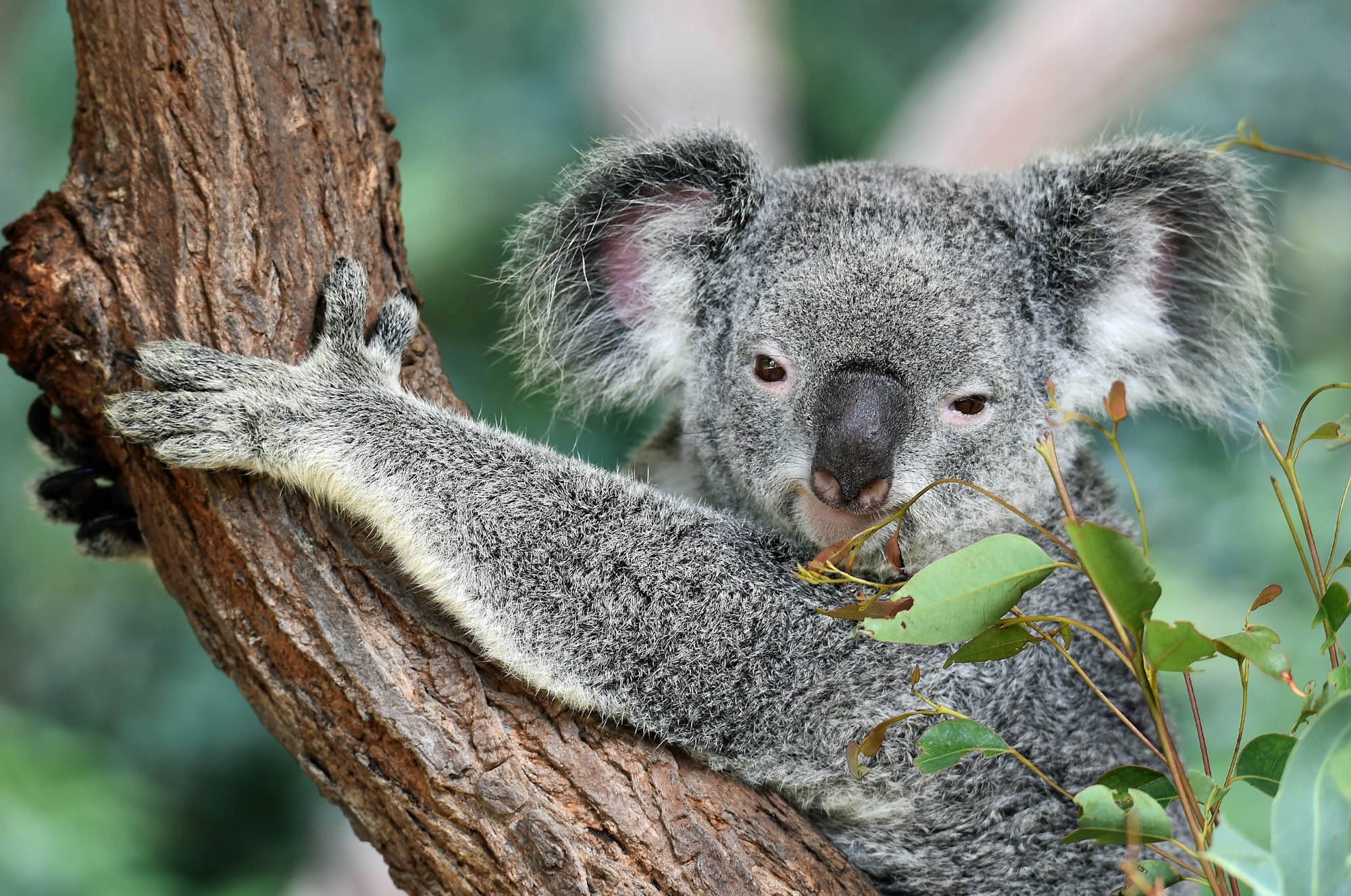 koala on tree