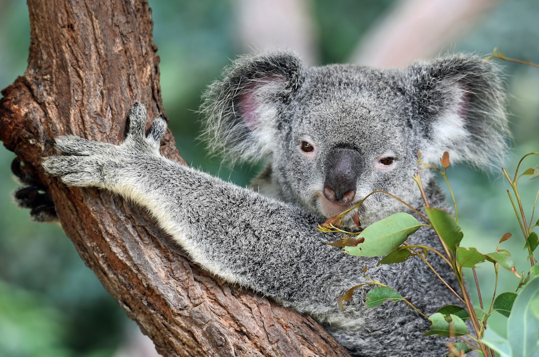  koala on tree koala