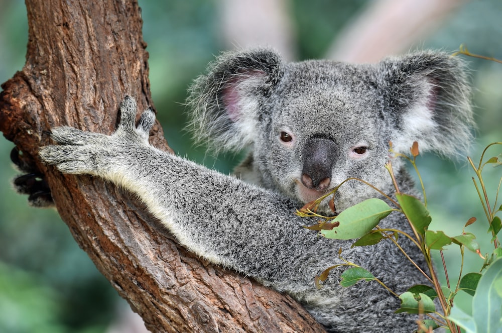 koala on tree
