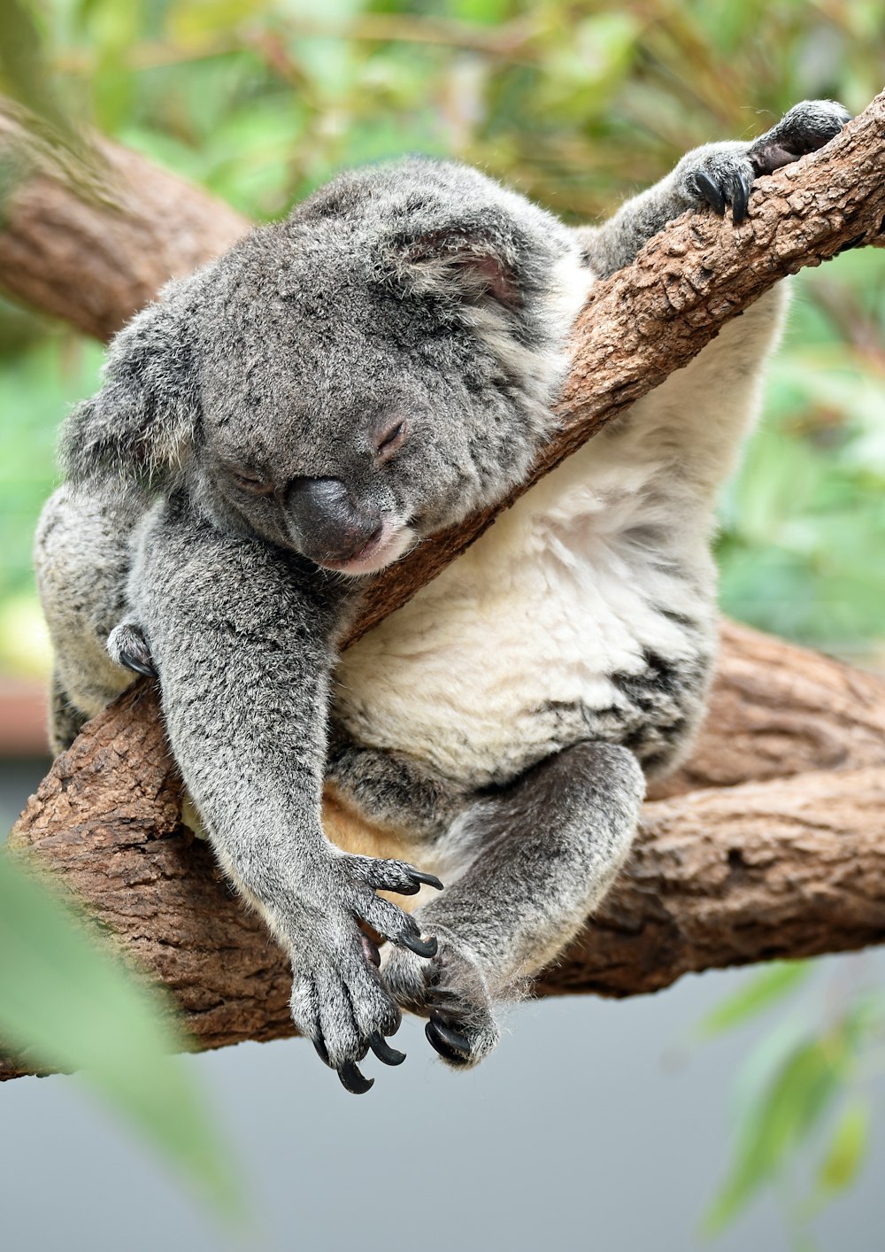 Koala auf Ast