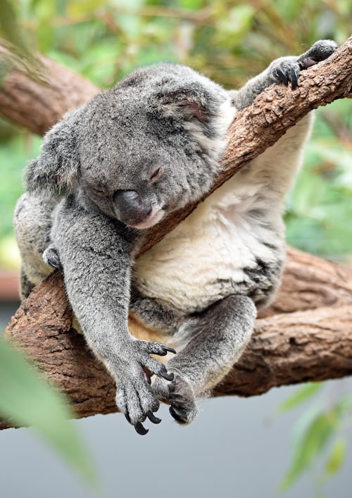 Foto de un koala tumbado perezosamente en un árbol- como las cuentas inactivas que puedes identificar