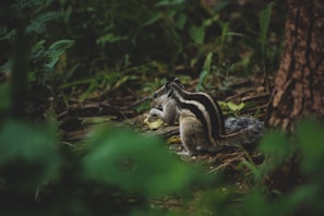 Kipp the chipmunk with his glowing luminite heart, standing in a sunlit forest clearing.
