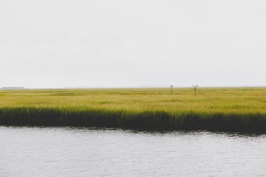 green rice field near body of water during daytime in Stone Harbor United States