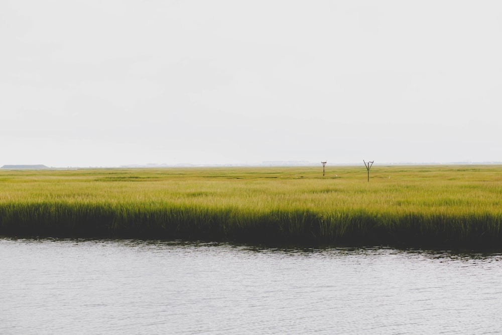 green rice field near body of water during daytime