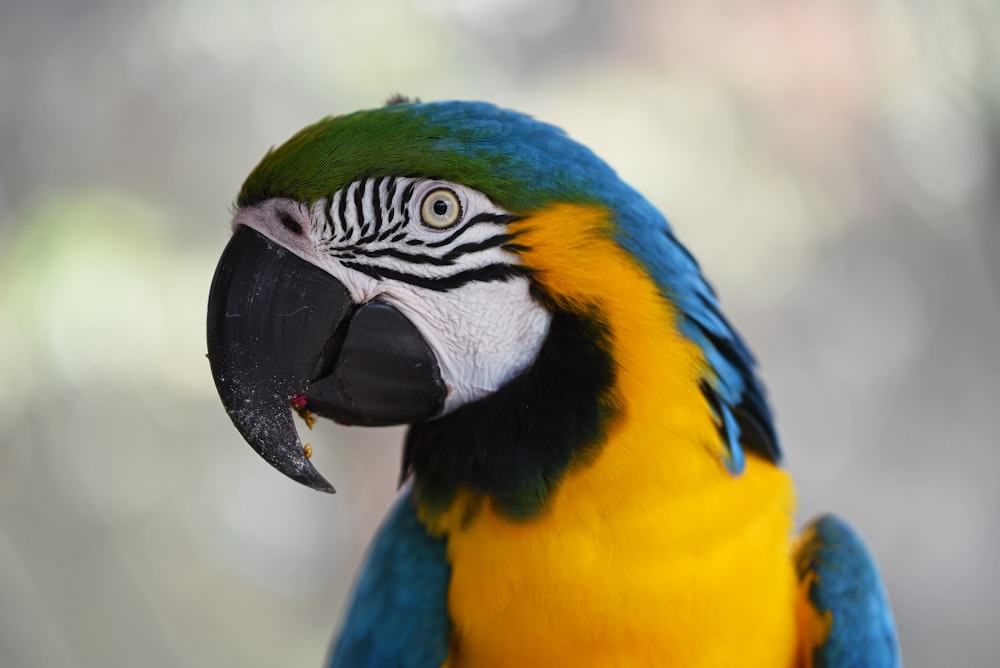 shallow focus photography of blue-and-yellow macaw