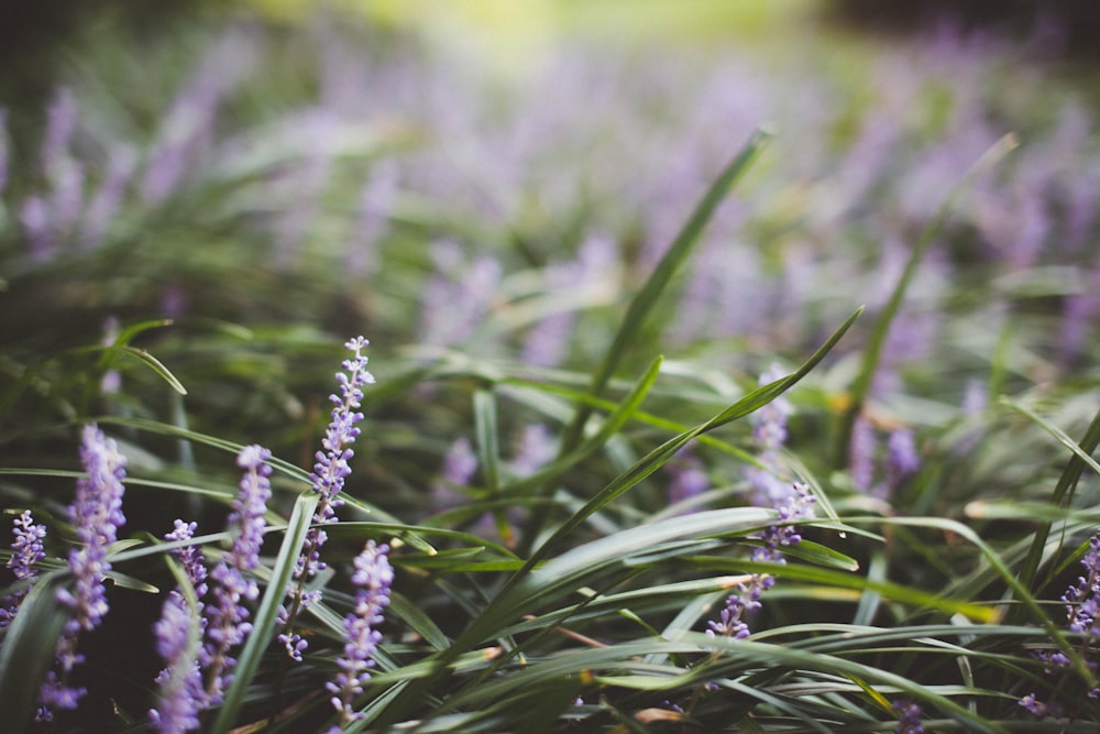 purple flowers in bloom