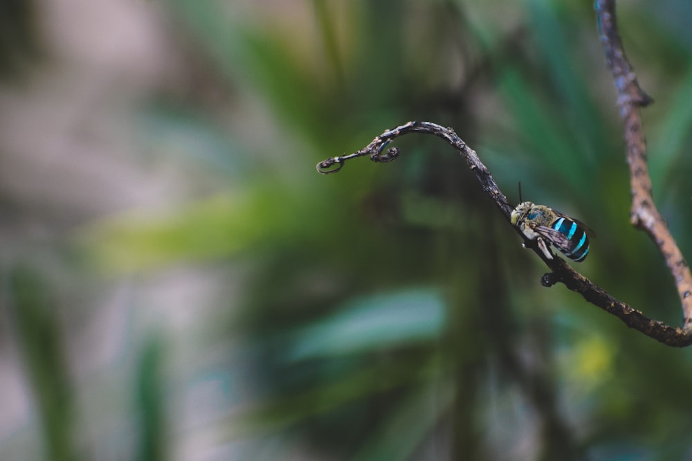 shallow focus photography of blue and black striped bee